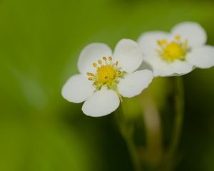 Превью обои цветы, лепестки, земляника, макро