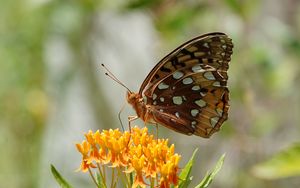 Превью обои цветы, листья, бабочка, крылья, природа, макро