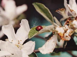 Превью обои цветы, листья, божья коровка, макро, ветка