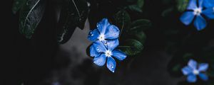 Превью обои цветы, листья, растение, капли