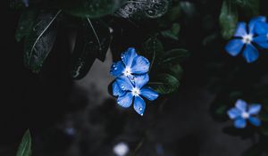 Превью обои цветы, листья, растение, капли