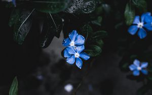 Превью обои цветы, листья, растение, капли