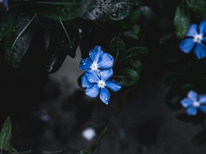 Превью обои цветы, листья, растение, капли