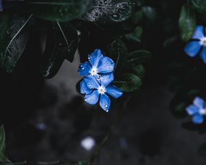 Превью обои цветы, листья, растение, капли