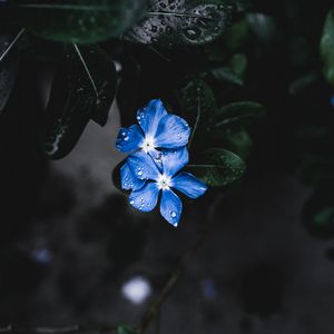 Превью обои цветы, листья, растение, капли