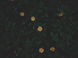 Превью обои цветы, листья, растение, темный, зеленый
