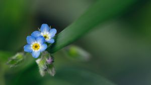 Превью обои цветы, листья, растение, макро