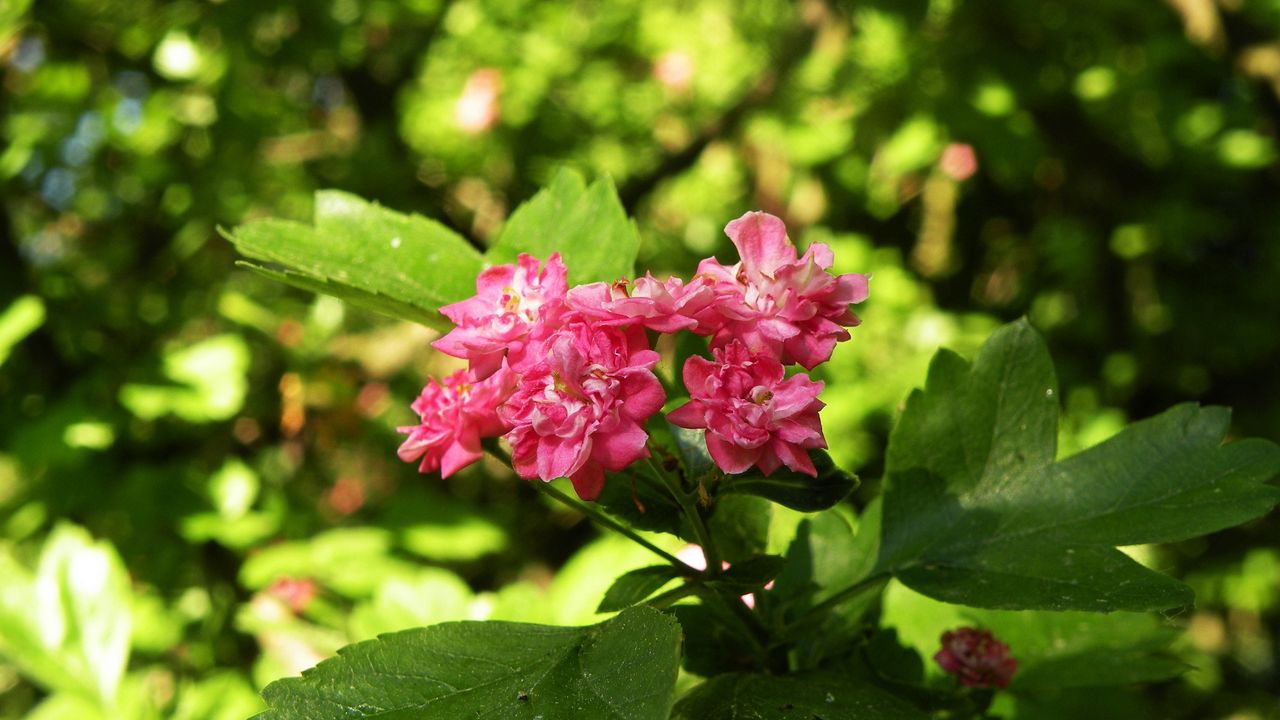 Обои цветы, макро, красиво, весна, зеленое, сакура, розовый