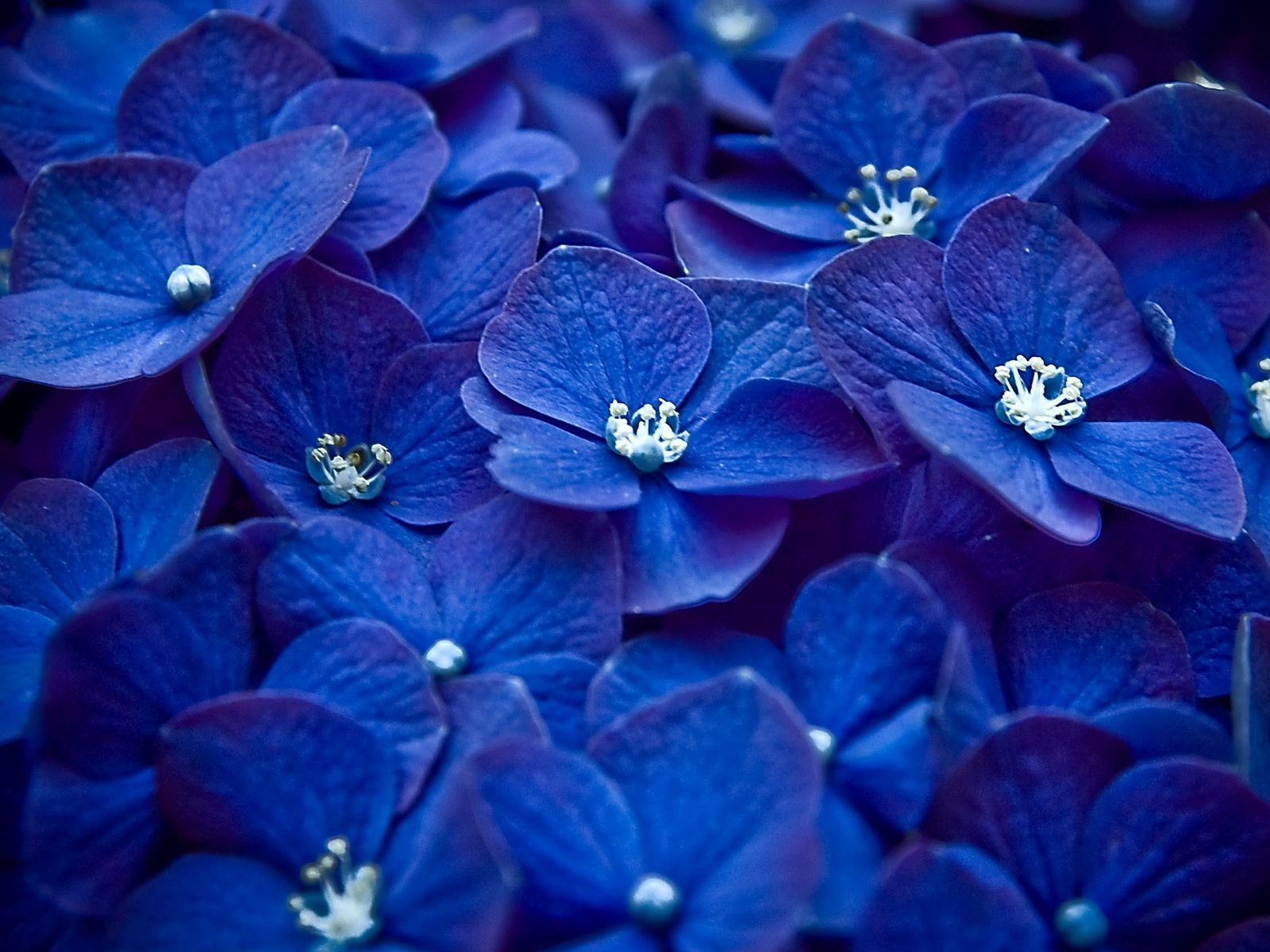 Блуе Фловер. Фиалка Жемчужина Синая. Синие цветы. Очень много обой