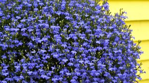 Превью обои цветы, маленькие, синие, много