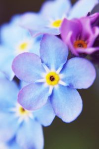 Превью обои цветы, мелкие, синий