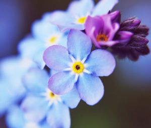 Превью обои цветы, мелкие, синий