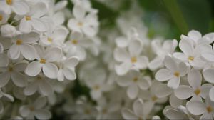 Превью обои цветы, мелкий, белый, размытость