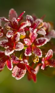 Превью обои цветы, мороз, лепестки, растение, макро, блюр