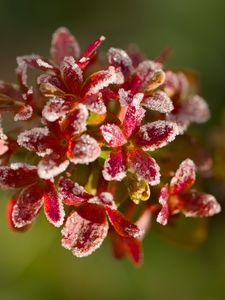 Превью обои цветы, мороз, лепестки, растение, макро, блюр