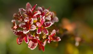 Превью обои цветы, мороз, лепестки, растение, макро, блюр