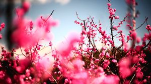 Превью обои цветы, небо, природа, красиво, растение