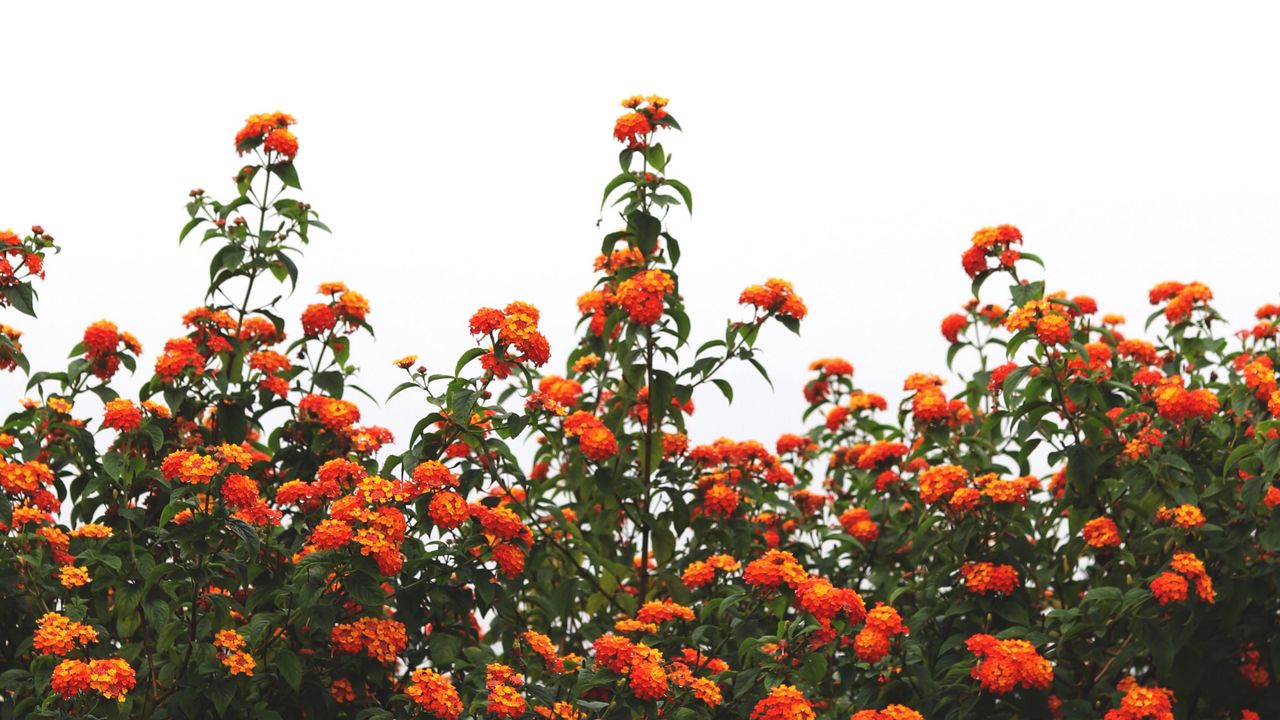 Обои цветы, оранжевый, кусты, небо, цветение