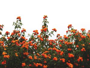 Превью обои цветы, оранжевый, кусты, небо, цветение