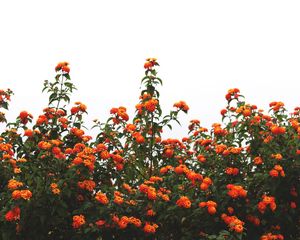 Превью обои цветы, оранжевый, кусты, небо, цветение