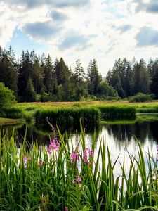 Превью обои цветы, озеро, лес, природа