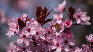 Превью обои цветы, пчела, лепестки, весна