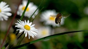 Превью обои цветы, пчела, полет, опыление, поле, трава