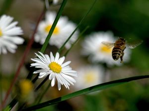 Превью обои цветы, пчела, полет, опыление, поле, трава