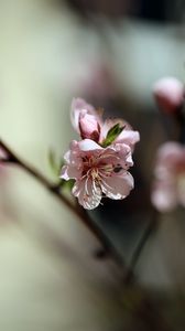 Превью обои цветы, персик, лепестки, весна