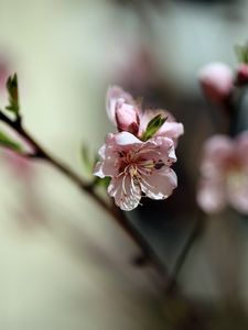 Превью обои цветы, персик, лепестки, весна