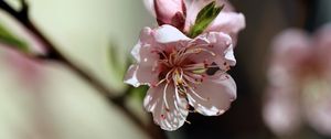 Превью обои цветы, персик, лепестки, весна