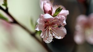 Превью обои цветы, персик, лепестки, весна