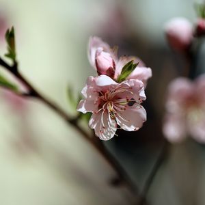 Превью обои цветы, персик, лепестки, весна