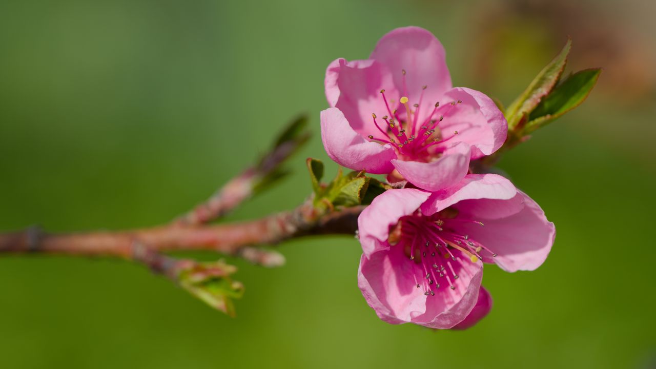 Обои цветы, персик, ветка, дерево, природа