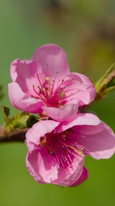 Превью обои цветы, персик, ветка, дерево, природа