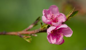 Превью обои цветы, персик, ветка, дерево, природа