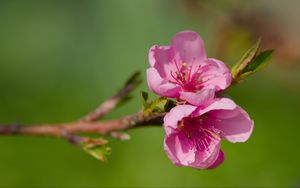 Превью обои цветы, персик, ветка, дерево, природа