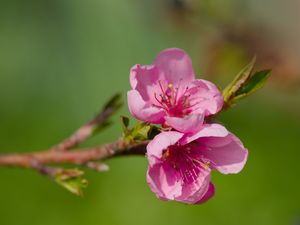 Превью обои цветы, персик, ветка, дерево, природа