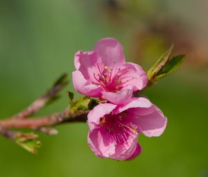 Превью обои цветы, персик, ветка, дерево, природа
