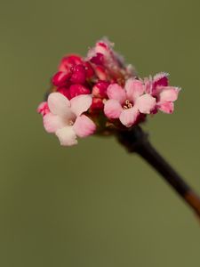Превью обои цветы, почки, весна, лепестки, розовый