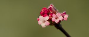 Превью обои цветы, почки, весна, лепестки, розовый