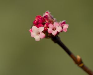 Превью обои цветы, почки, весна, лепестки, розовый