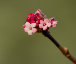 Превью обои цветы, почки, весна, лепестки, розовый