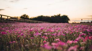 Превью обои цветы, поле, деревья, природа