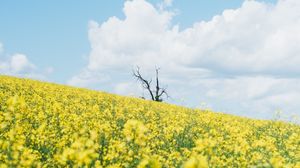 Превью обои цветы, поле, дерево, природа, пейзаж