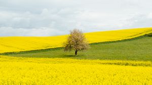 Превью обои цветы, поле, дерево, природа, желтый