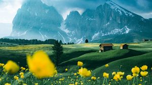 Превью обои цветы, поле, горы, снег, заснеженный