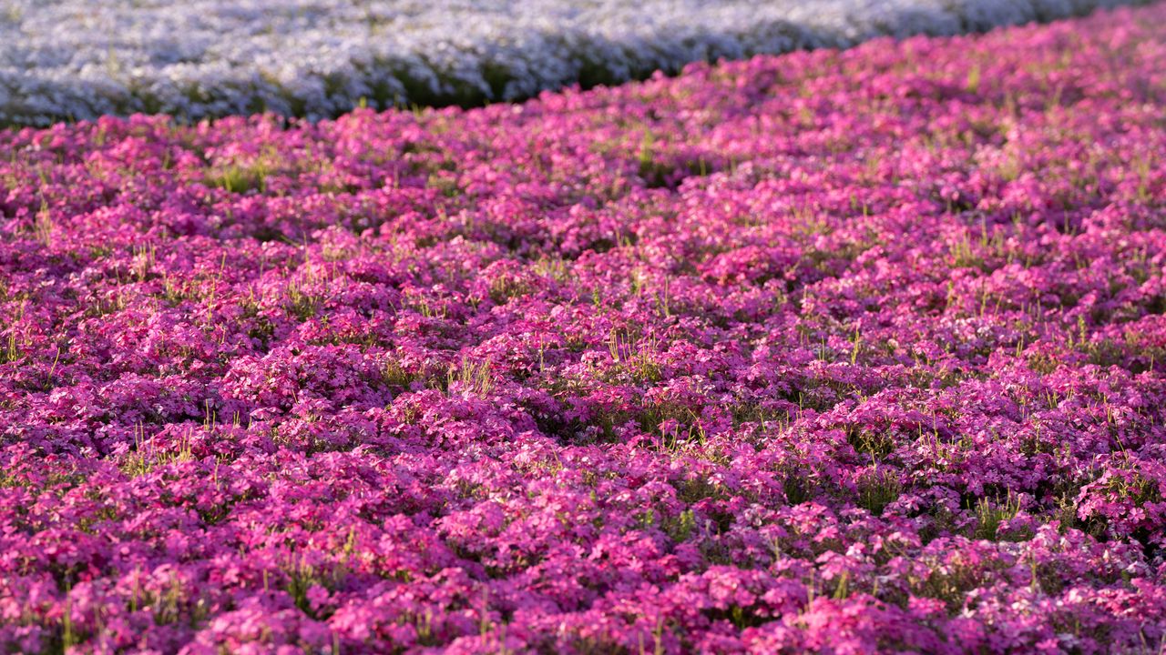 Обои цветы, поле, лепестки, фиолетовый, лето