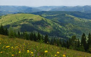 Превью обои цветы, поле, склон, деревья, даль