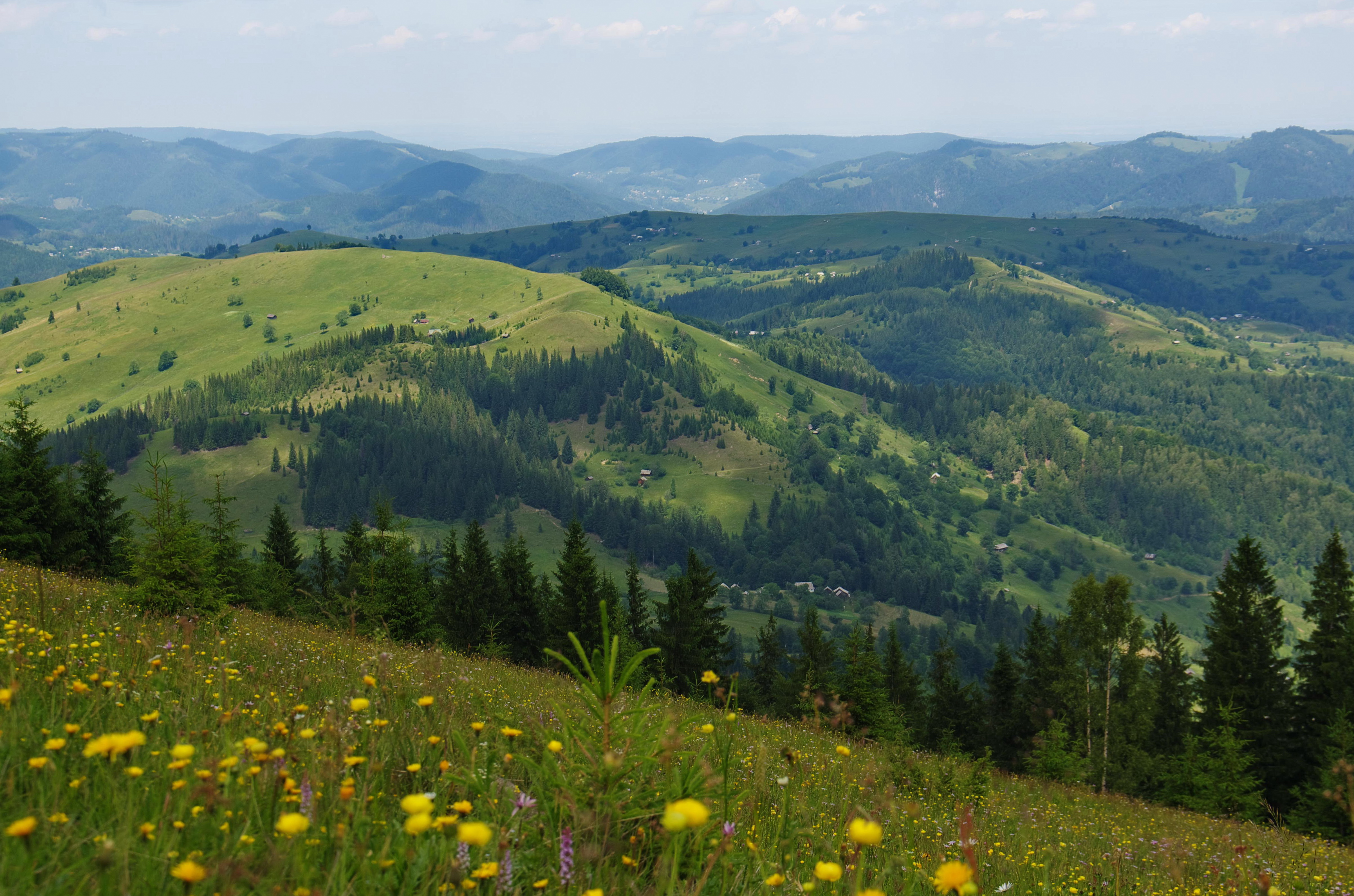 Карпаты. Гора Златибор Карпаты. Верховина природа Украина. Карпаты, Урал, Алтай.. Карпаты лето.